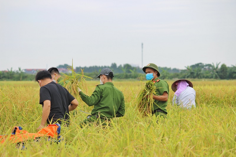 Bắc Giang: 'Áo xanh' ra đồng gặt lúa giúp dân vùng tâm dịch