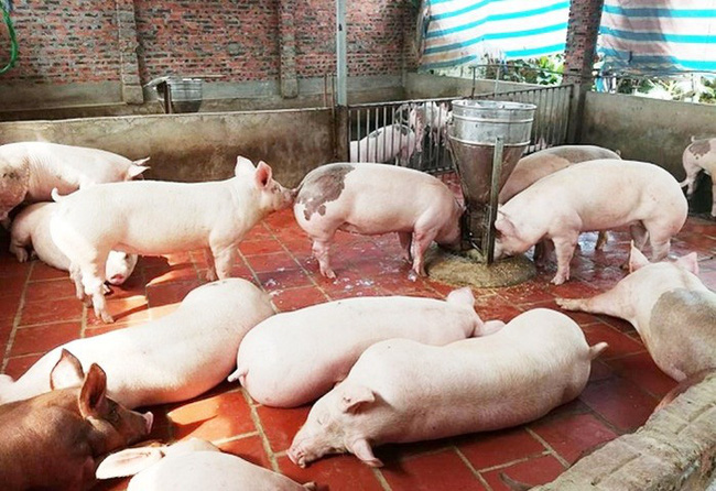 Giá heo hơi tại nhiều tỉnh thành tiếp tục giữ nguyên giá bán