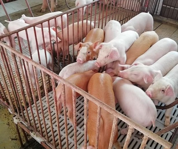 Đầu tuần, giá heo hơi tăng nhẹ