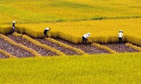 Những trường hợp nào phải xin phép cơ quan chức năng khi chuyển đổi mục đích sử dụng đất?