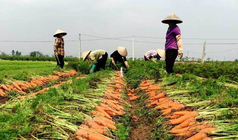 Người dân ở huyện Cẩm Giàng sẽ được phát phiếu ra đồng