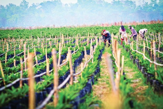 Tân Chủ tịch HAGL Agrico khẳng định không hủy niêm yết công ty