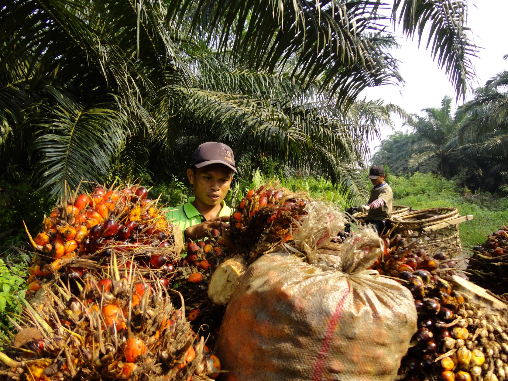 Indonesia tuyên bố cấm xuất khẩu dầu cọ