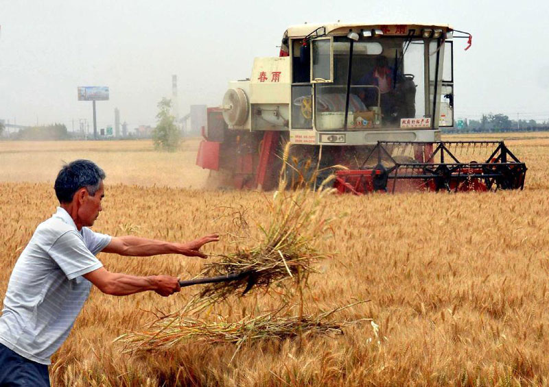 Giá ngũ cốc tăng cao thúc đẩy nông dân Nhật Bản trồng lúa mì thay thế lúa gạo