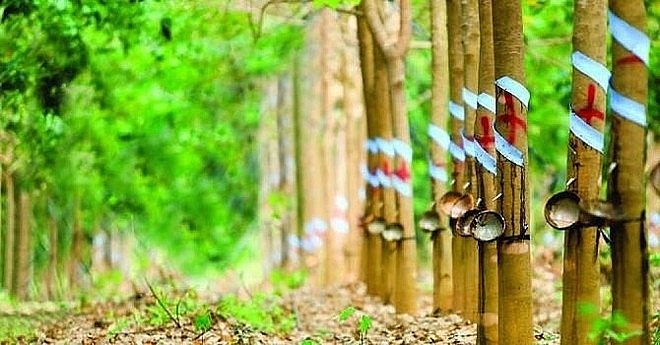 Agriseco điểm tên 10 mã cổ phiếu trong quý II/2022