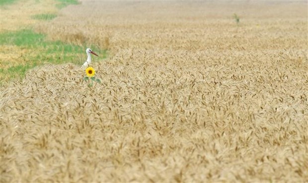 Ukraine hủy giấy phép xuất khẩu lúa mỳ để đẩy mạnh xuất khẩu