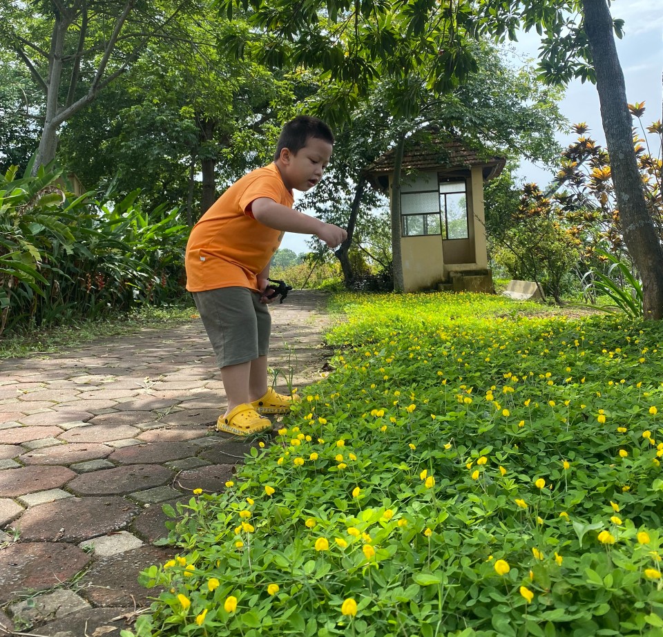 Thơ Nguyễn Văn Long: Rơi cỏ