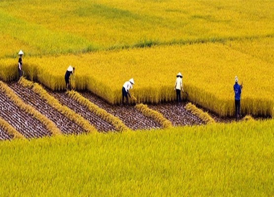 World Bank: Trồng lúa carbon thấp giúp tăng lợi nhuận ròng cho nông dân