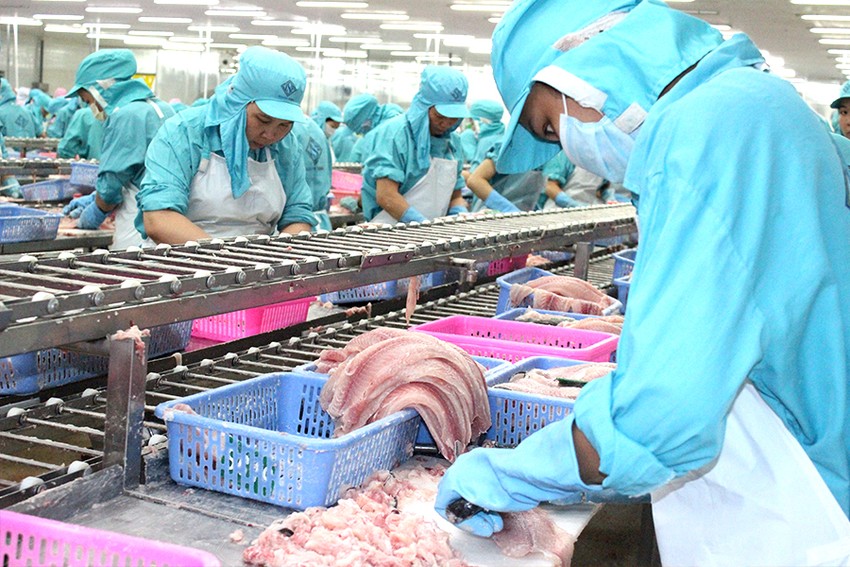 Xuất khẩu cá tra đạt kỷ lục 10 tỷ USD