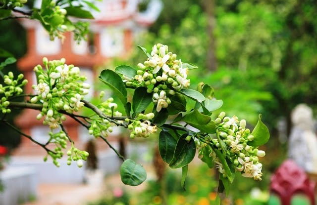 Thơ Nguyễn Văn Long: Hoa Bưởi Đu Đưa