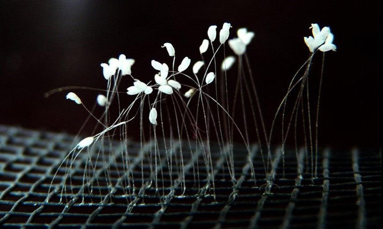 Thơ Nguyễn Văn Long: Vết Nhớ Tái Sinh
