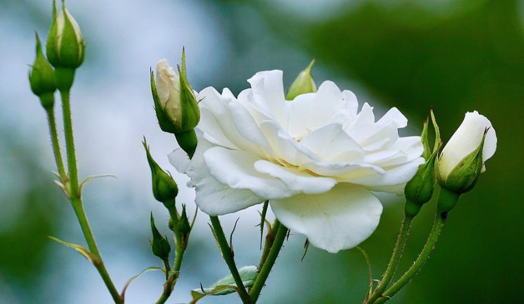 Thơ Nguyễn Văn Long: Vọng Đầu Thai