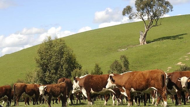 Thịt bò Australia đang rơi vào cuộc ‘khủng hoảng thế kỷ’
