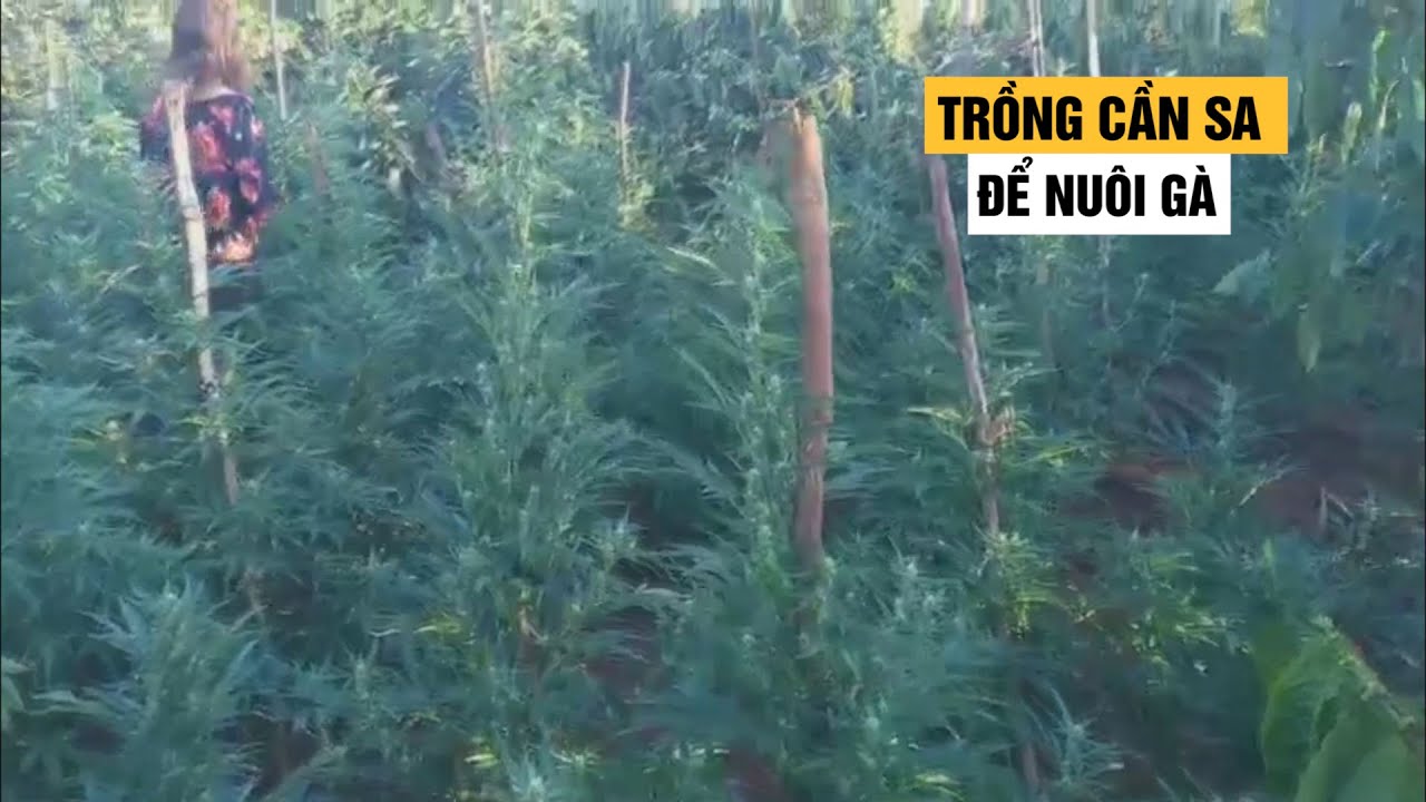 Cận cảnh vườn cần sa được trồng để... nuôi gà