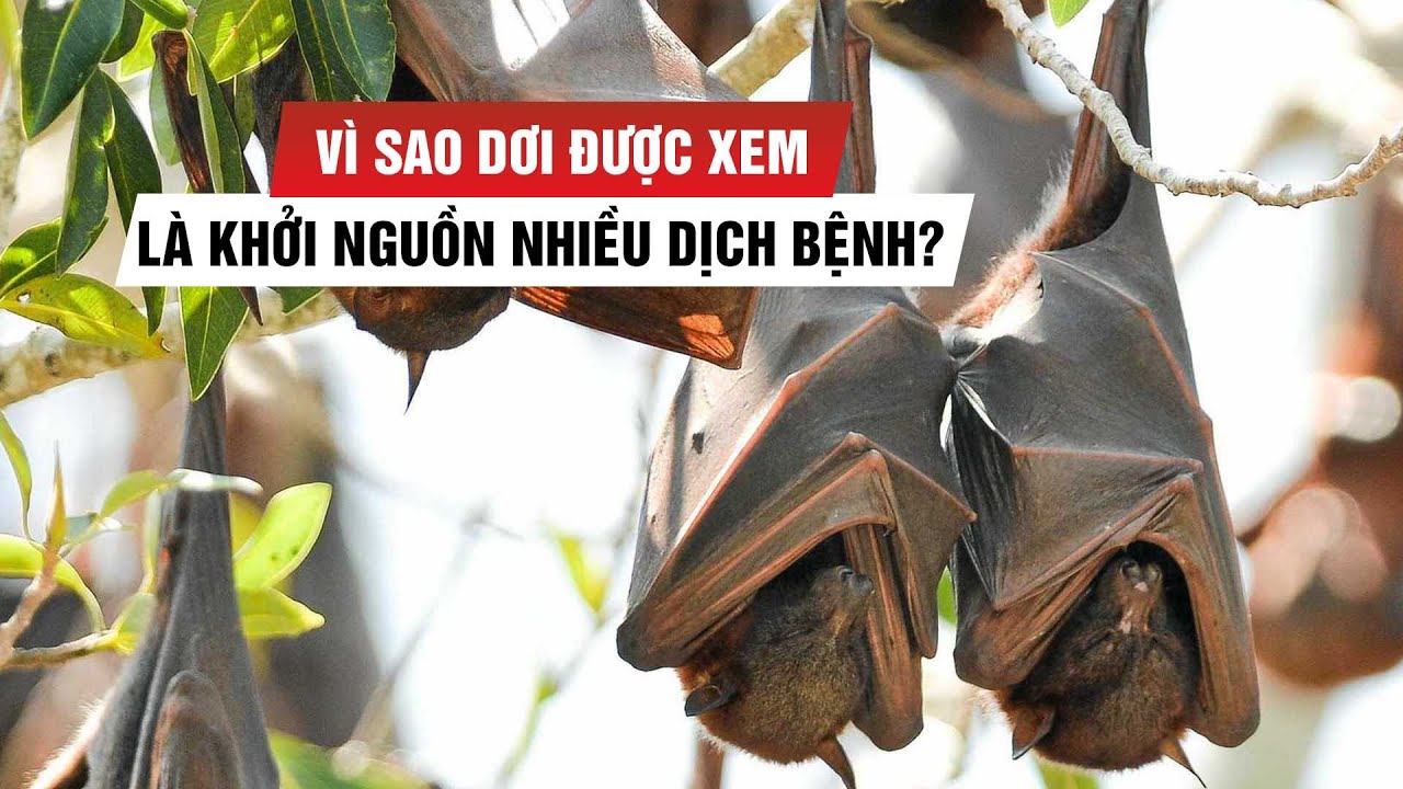 Vì sao dơi được xem là khởi nguồn nhiều dịch bệnh?