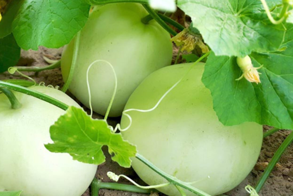 Keto có được ăn dưa lê?