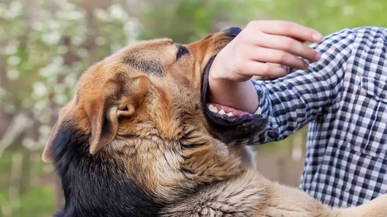 Bé trai 4 tuổi bị chó cắn rách mặt chỉ vì câu ‘nó không cắn đâu’