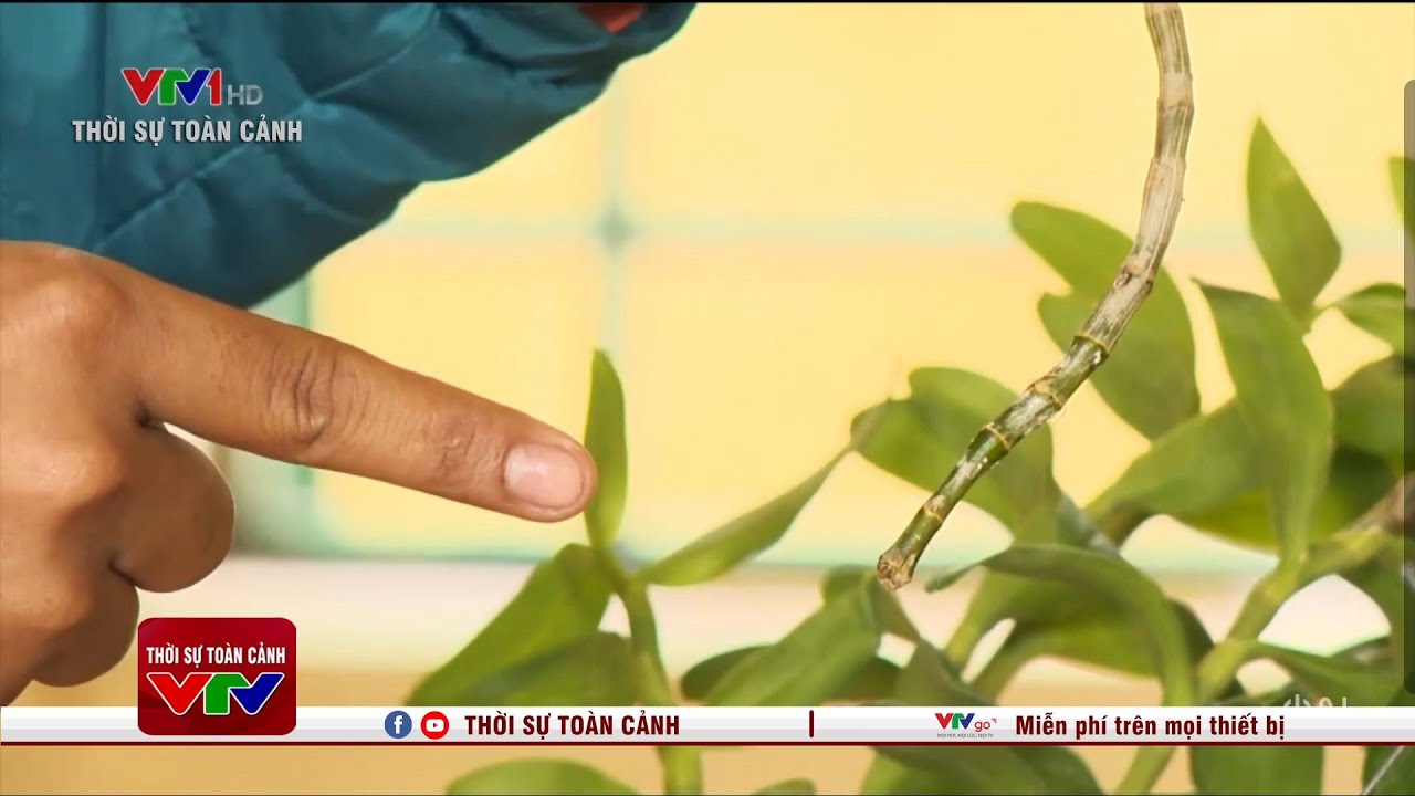 Cảnh báo lừa đảo bán lan đột biến