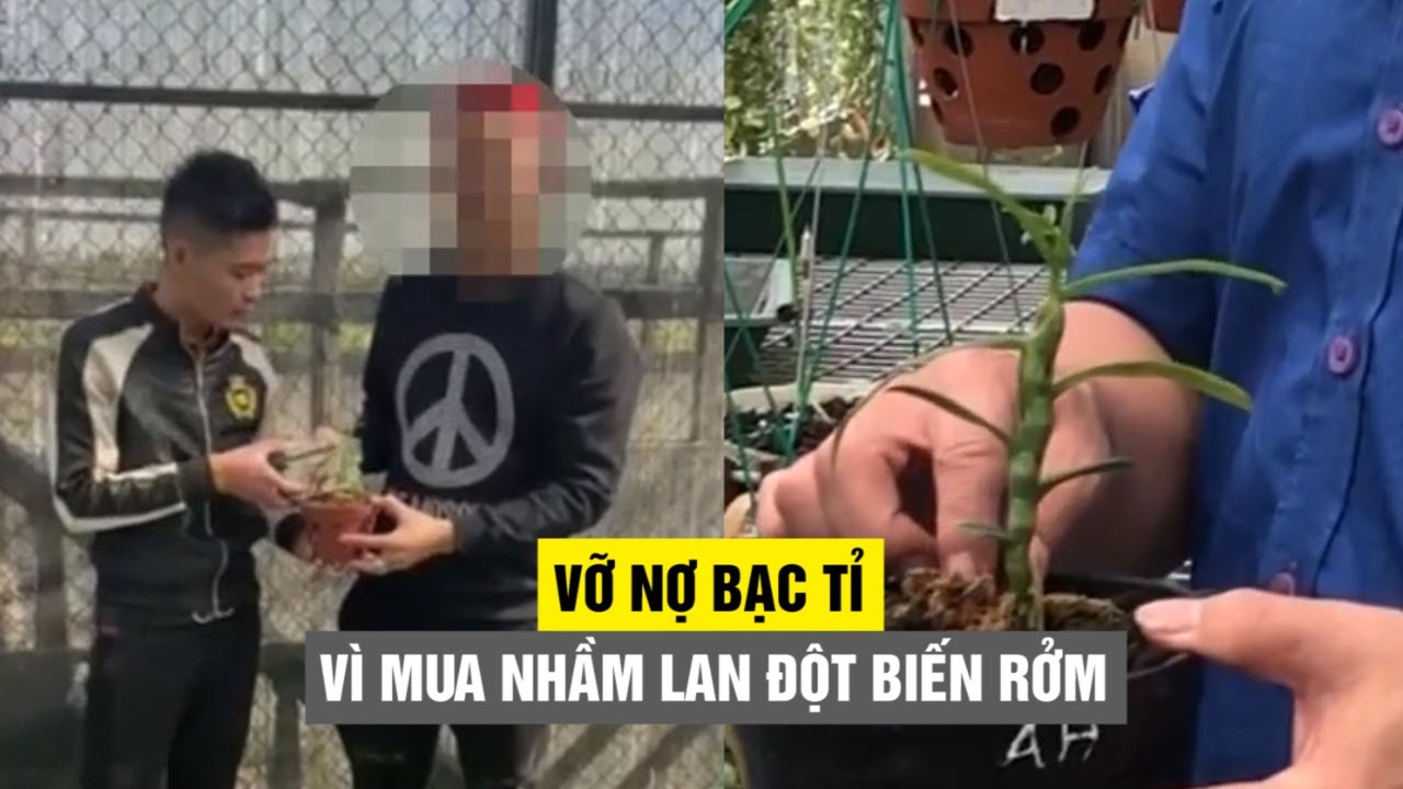 Đổ tiền chơi lan đột biến, vỡ nợ bạc tỉ vì mua nhầm lan rởm