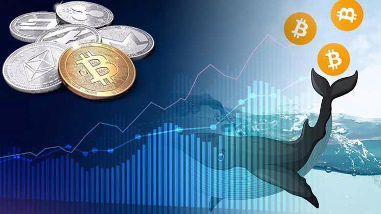 'Cá con' và 'cá mập' tận dụng cơ hội giảm giá đua nhau 'bắt đáy' Bitcoin