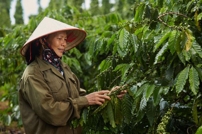 Giá cà phê hôm nay (mới nhất 22/6): Arabica tăng mạnh, Robusta được hỗ trợ từ nguồn cung gián đoạn