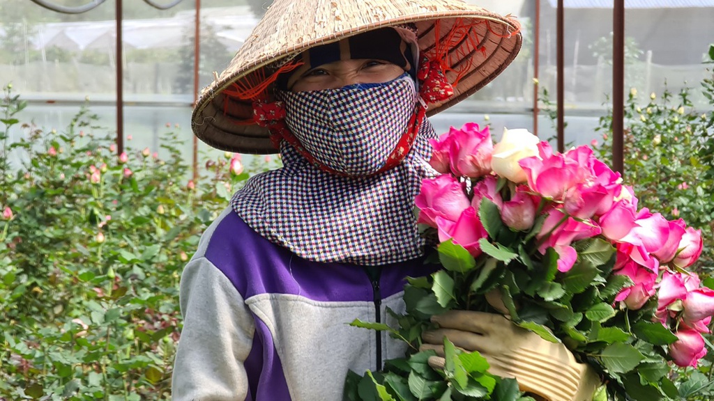Dịch diễn biến phức tạp, 100 triệu cành hoa ở Lâm Đồng cần được hỗ trợ tiêu thụ