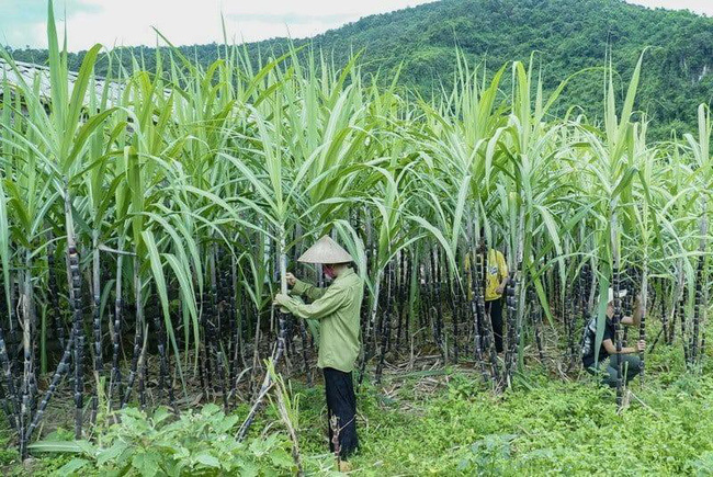 Bộ Công Thương điều tra chống lẩn tránh phòng vệ thương mại sản phẩm đường mía