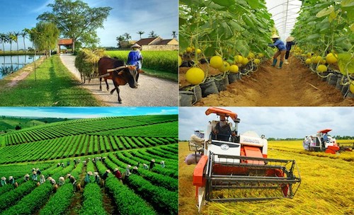 Nông nghiệp phát huy vai trò bệ đỡ của nền kinh tế trong đại dịch