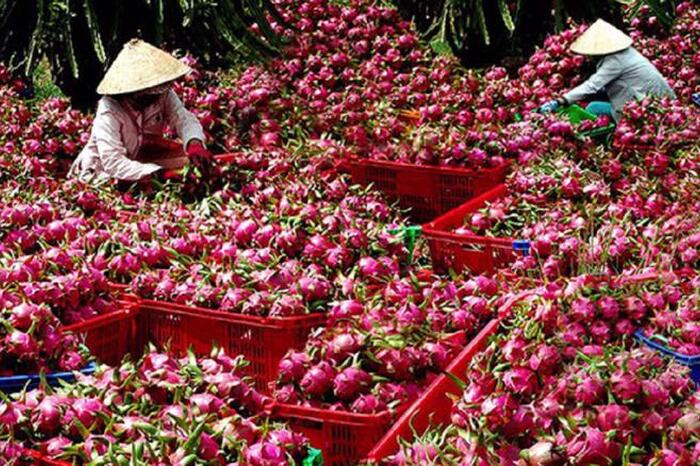 Bộ Công Thương tháo gỡ khó khăn thúc đẩy tiêu thụ thanh long trong đại dịch