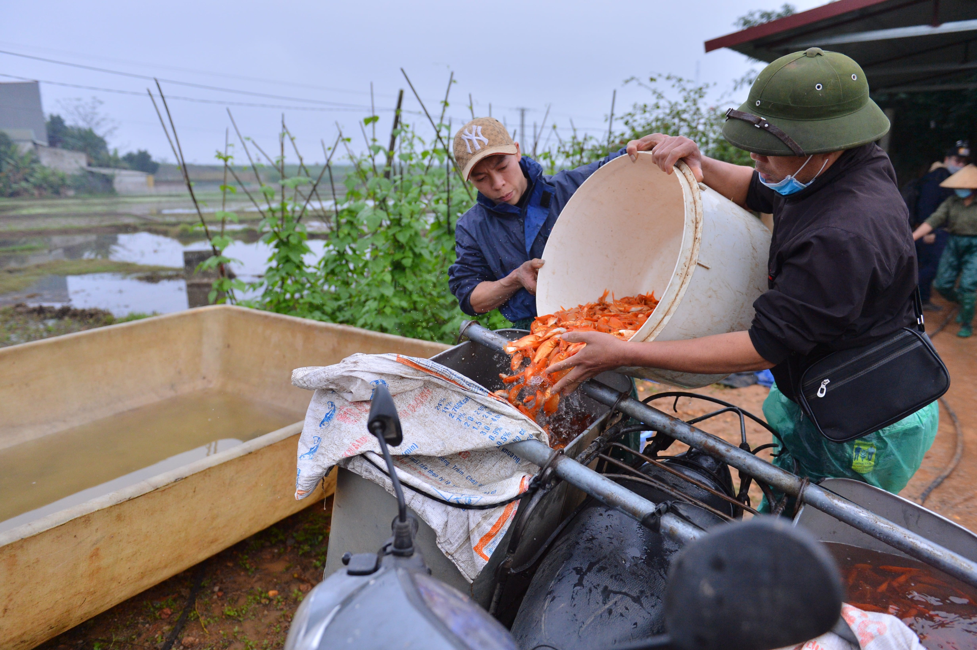 Nông dân nuôi 'vật cưỡi' của ông Công ông Táo lãi đậm nhờ giá cá chép đỏ 'lên trời'