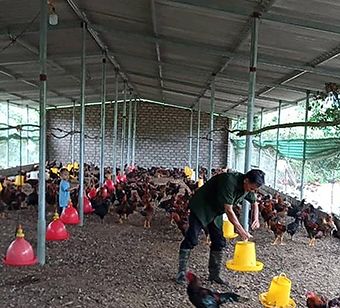 Xóa nghèo bằng trại gà