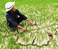 Đất ở Đồng bằng sông Cửu Long đang bị suy thoái