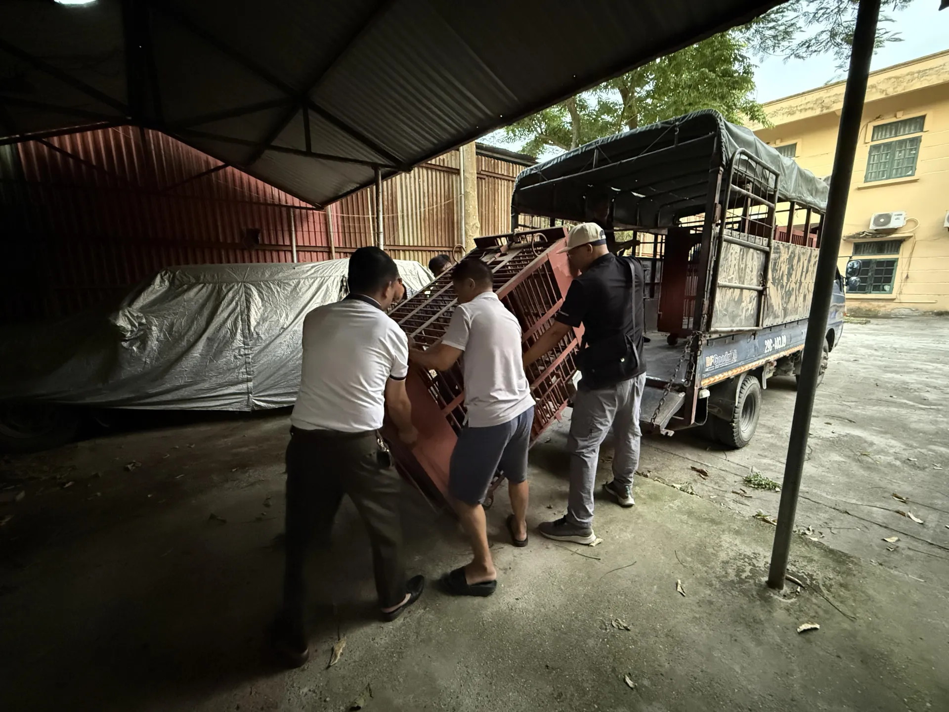 Cứu hộ thêm 3 cá thể gấu ngựa