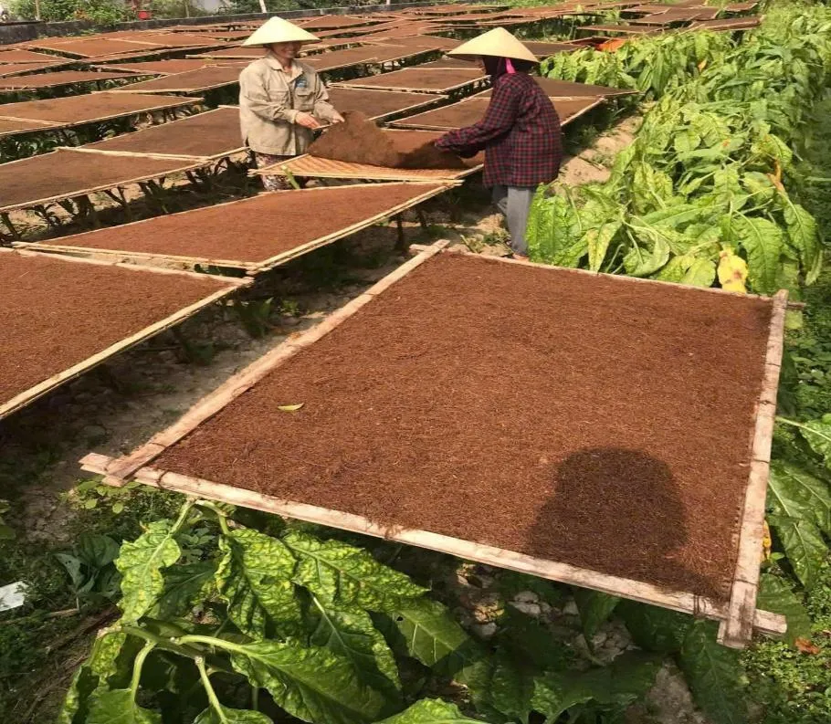 Vấn vương thuốc lào Vĩnh Bảo
