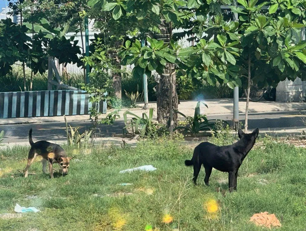 Cần xử lý nghiêm tình trạng thả chó chạy rông ra đường