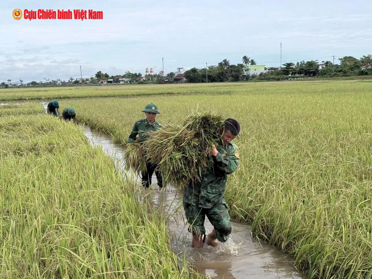 Bộ đội Biên phòng tỉnh Đắk Lắk giúp dân thu hoạch lúa chạy lũ