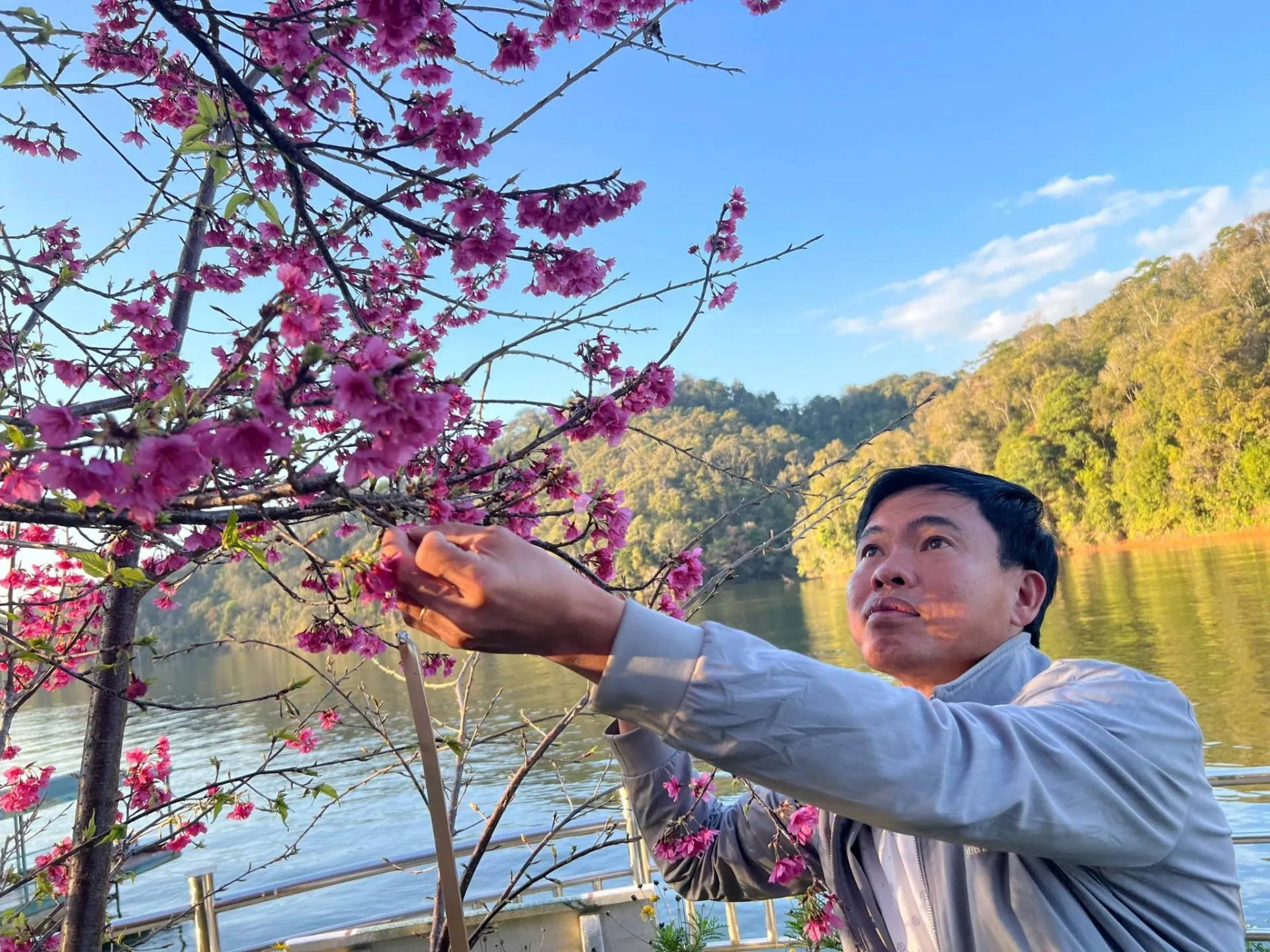 Người phủ hồng hồ Pá Khoang bằng hàng vạn cây anh đào