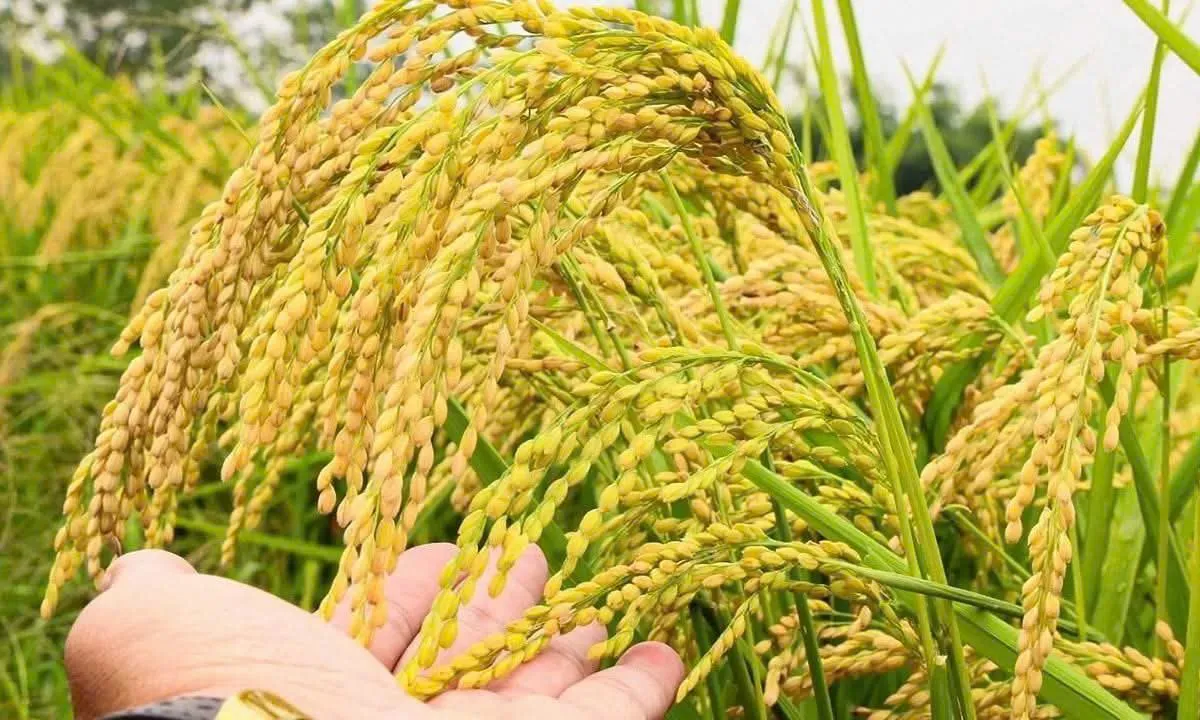 Khi hạt gạo mang thêm “sứ mệnh xanh”