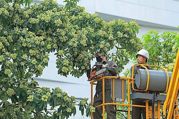 Đừng vội chặt đi ký ức xanh Hà Nội