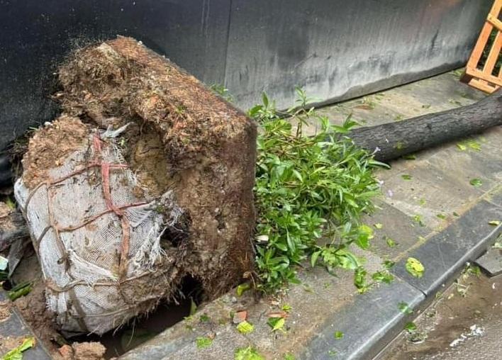 Tranh luận về bão Yagi: 'Cái cây mà biết nói năng...'