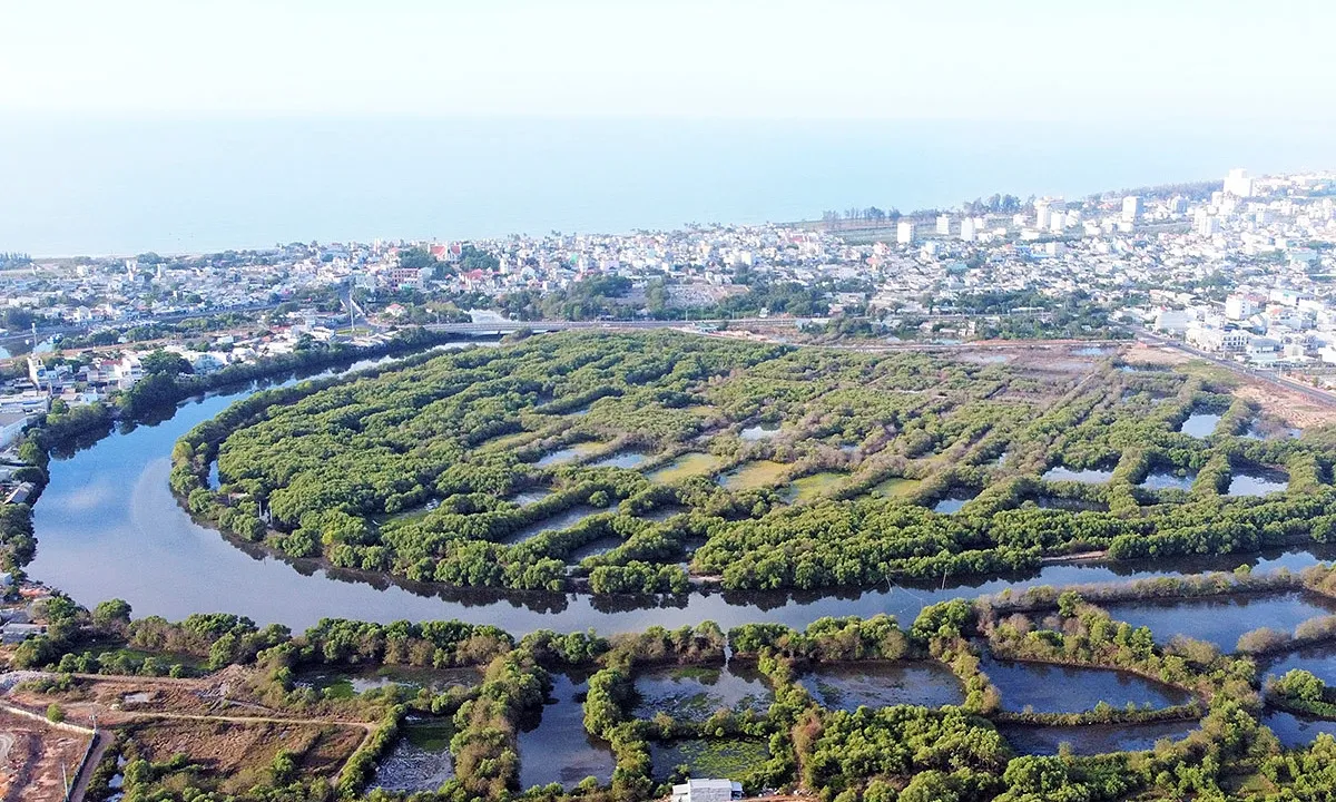 Rừng ngập mặn Phan Thiết sắp có công viên sinh thái 500 tỷ đồng
