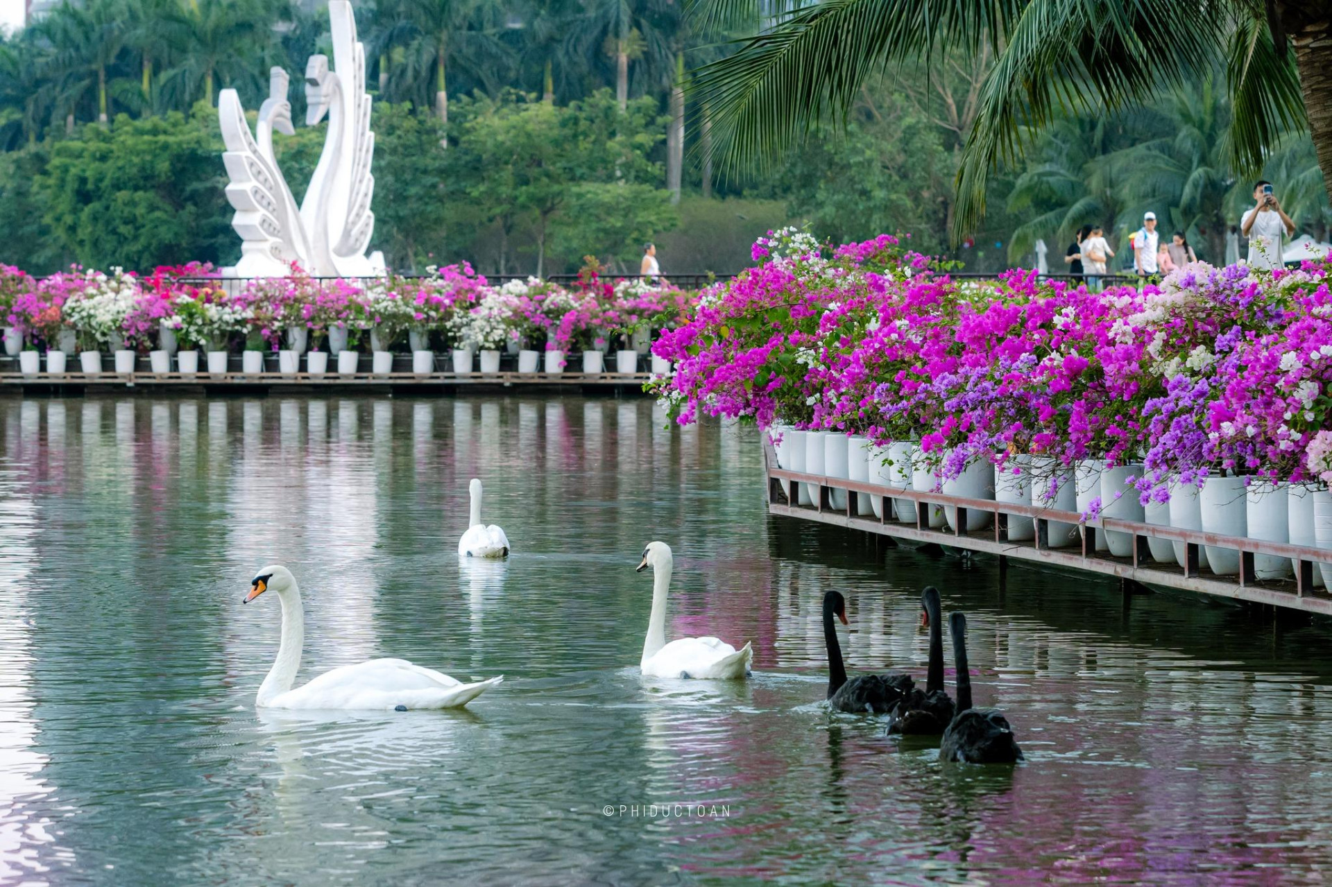'Vũ điệu' sắc màu bên hồ thiên nga Ecopark