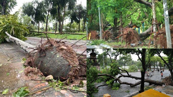 Chuyên gia giải mã “chuyện lạ” về hàng loạt cây xanh ở Hà Nội bật gốc sau bão số 3 - Yagi