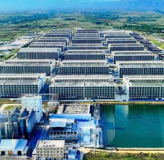 Doanh nghiệp xin xây 'chung cư 6 tầng' đặc biệt... dành cho heo
