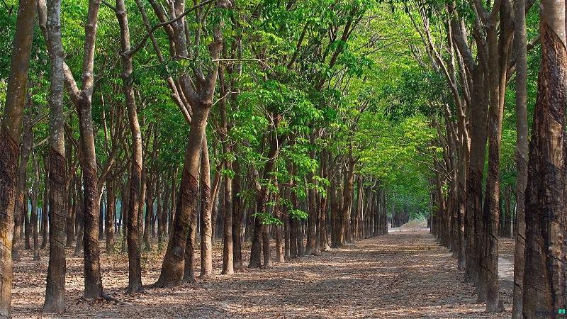 Đất LNK là gì? Quy định khi sử dụng đất LNK như thế nào?