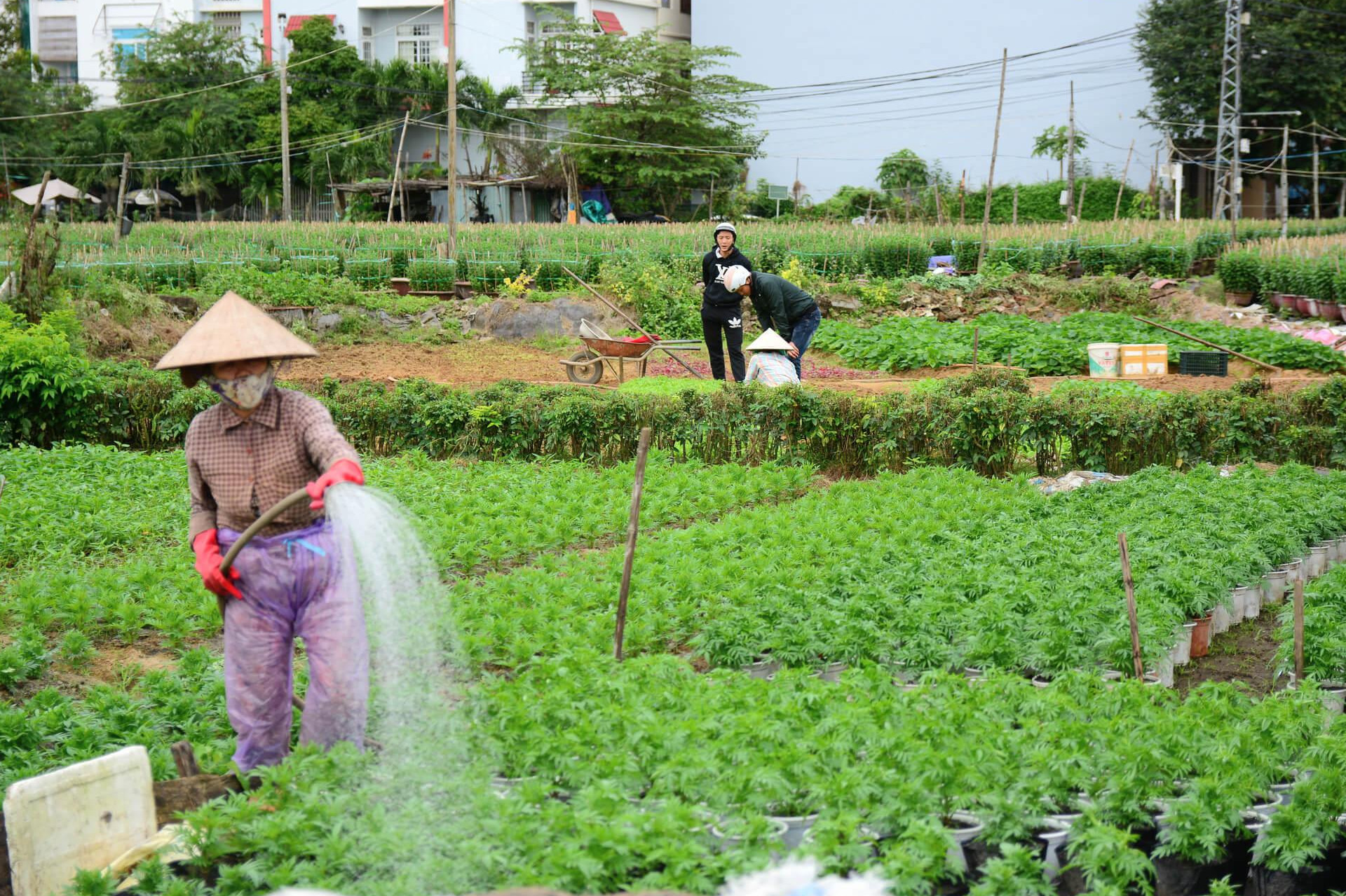 Quy định về miễn, giảm thuế sử dụng đất nông nghiệp là gì?