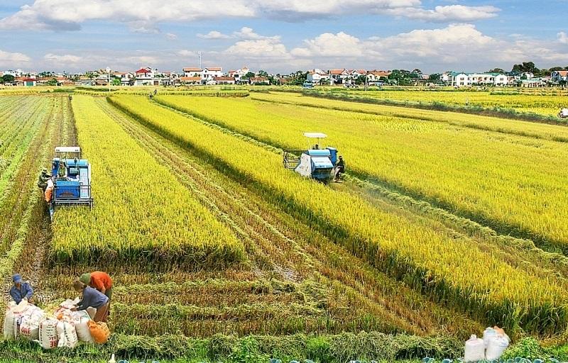 Thuế sử dụng đất nông nghiệp là gì? Đối tượng nào phải chịu thuế sử dụng đất nông nghiệp?