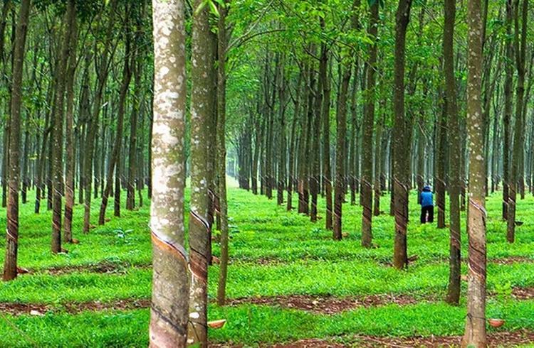 Đất CLN là gì? Hiểu đúng về đất CLN để sử dụng hiệu quả