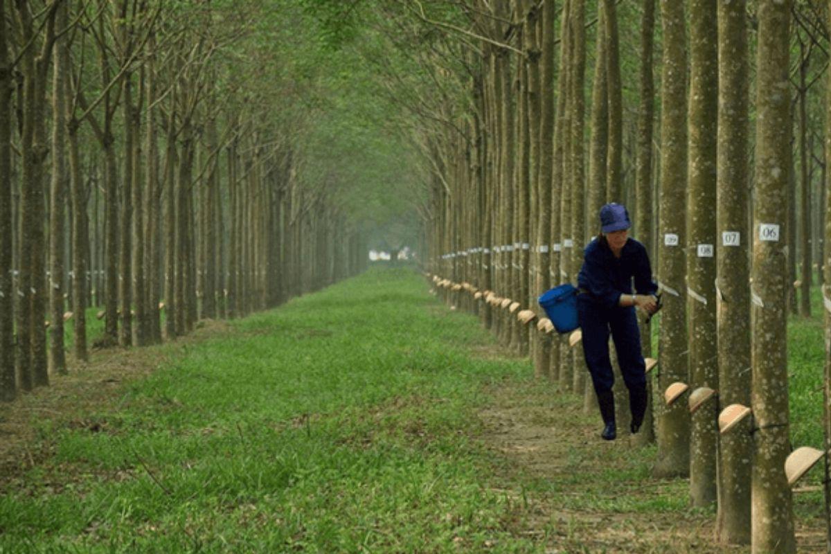Xây nhà trên đất CLN được không? Cần lưu ý gì?