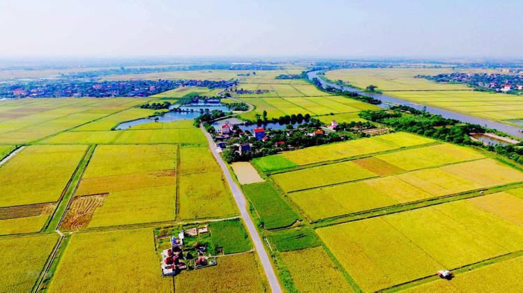Đất nông nghiệp là gì? Tầm quan trọng và cách sử dụng hiệu quả